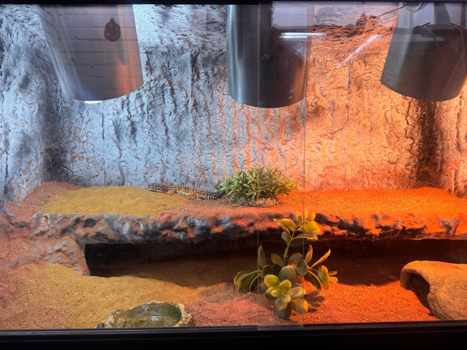 Terrarium met luipaard gekko, Ophalen of Verzenden