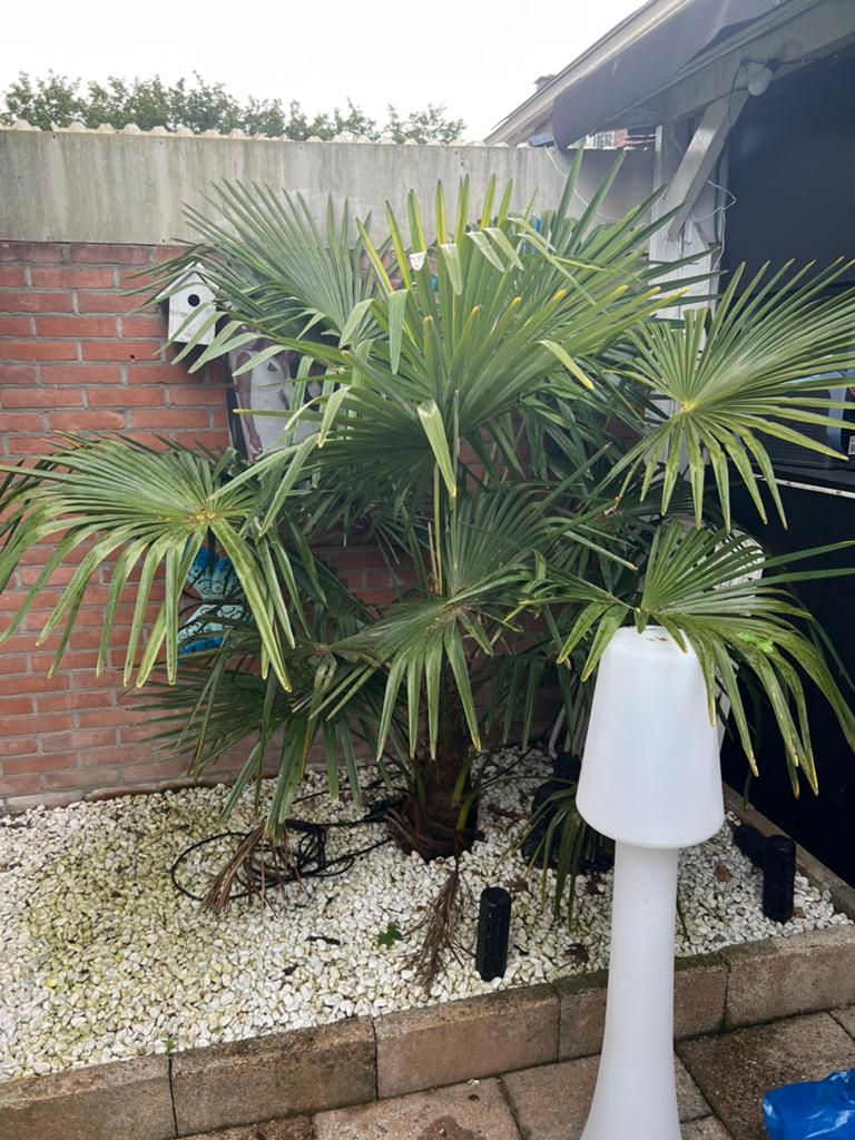 Palmboom, Tuin en Terras, Bloembollen en Zaden, Ophalen of Verzenden, Gehele jaar, Volle zon