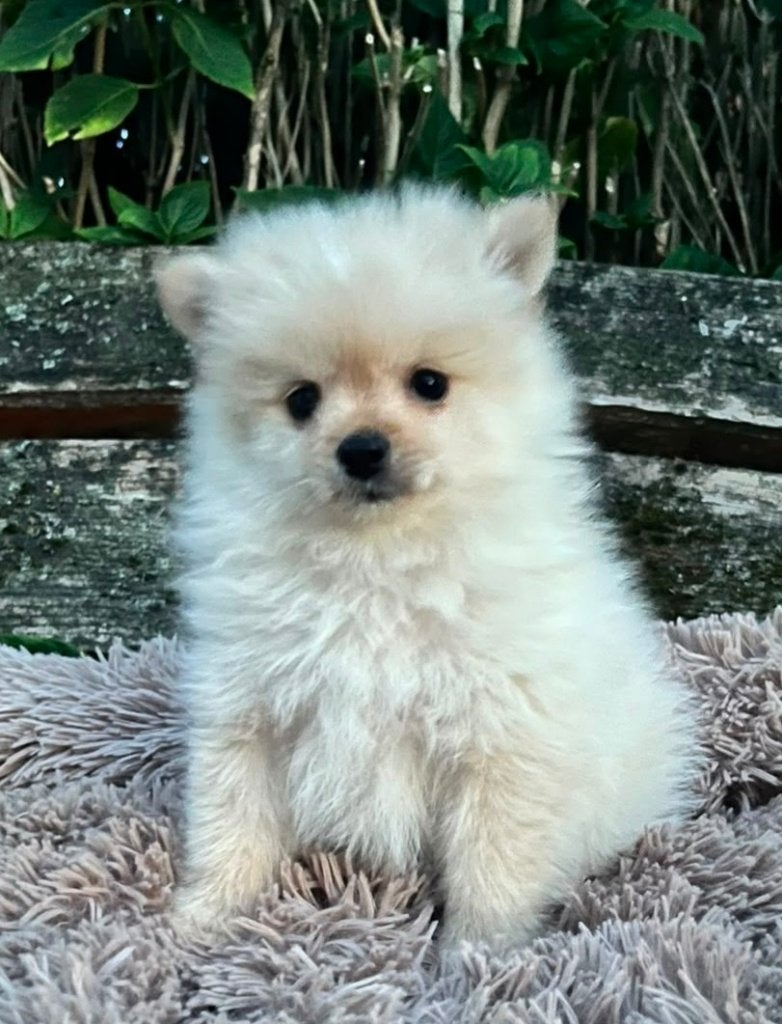 Mooie keeshond pups te koop, België, Particulier, Overige rassen, 8 tot 15 weken