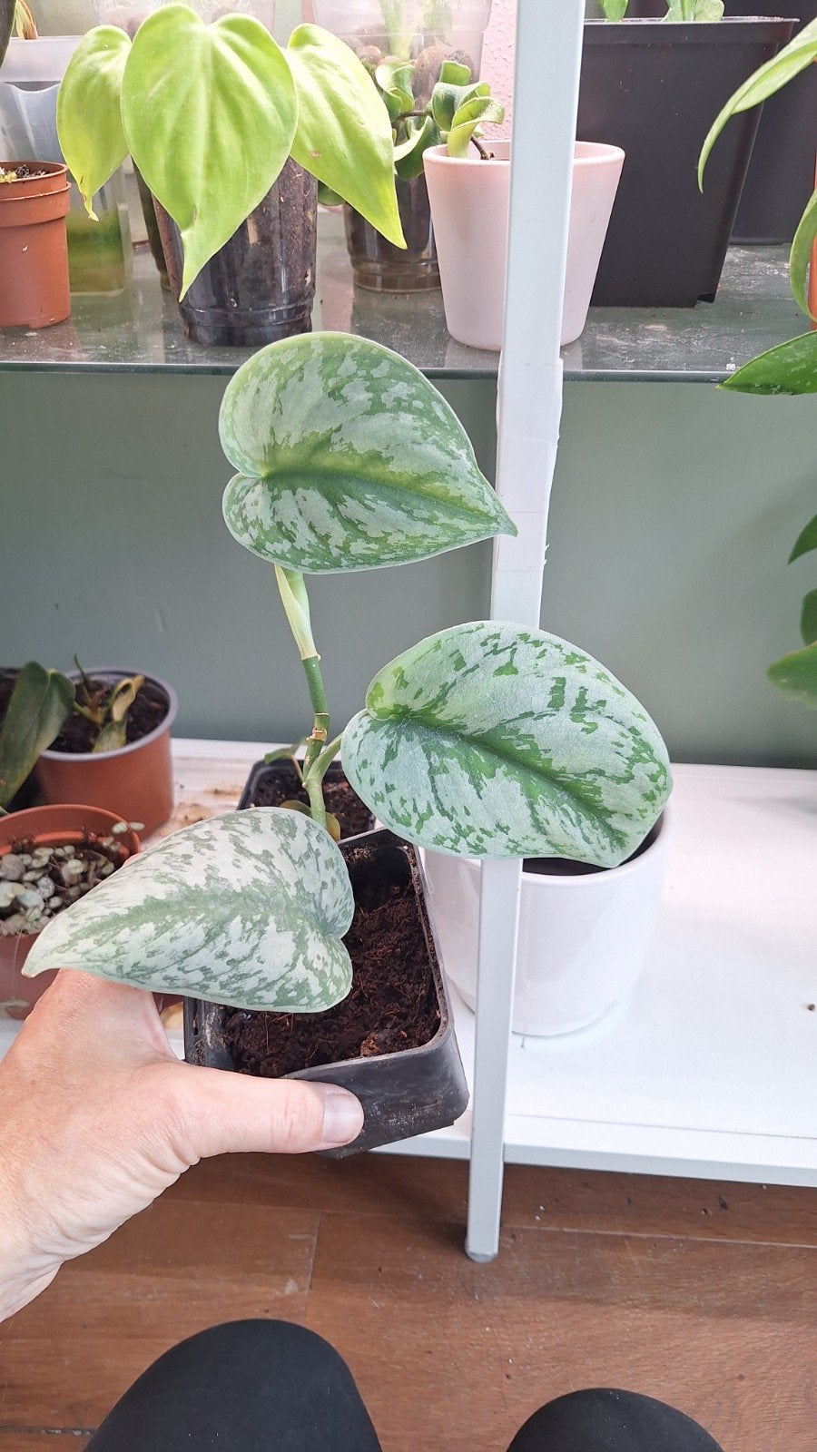 Prachtige Scindapsus Trebie - Stek, Ophalen, Overige soorten, Halfschaduw, In pot