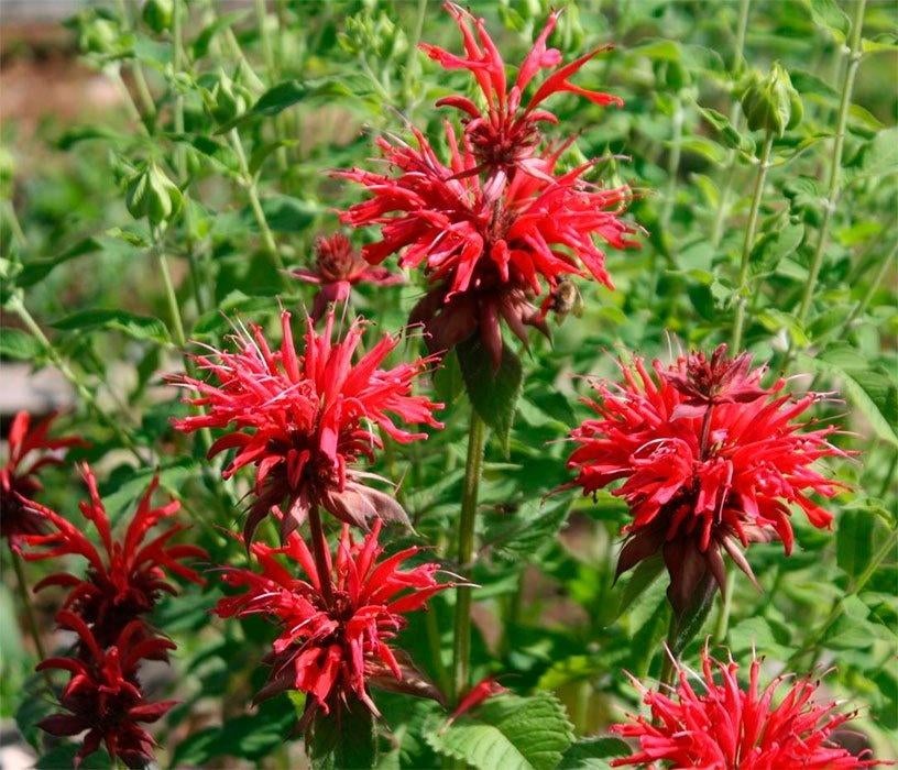 Monarda cambridge scarlet - Rode Bergamotplant in p9, Volle zon, Vaste plant, Zomer, Ophalen