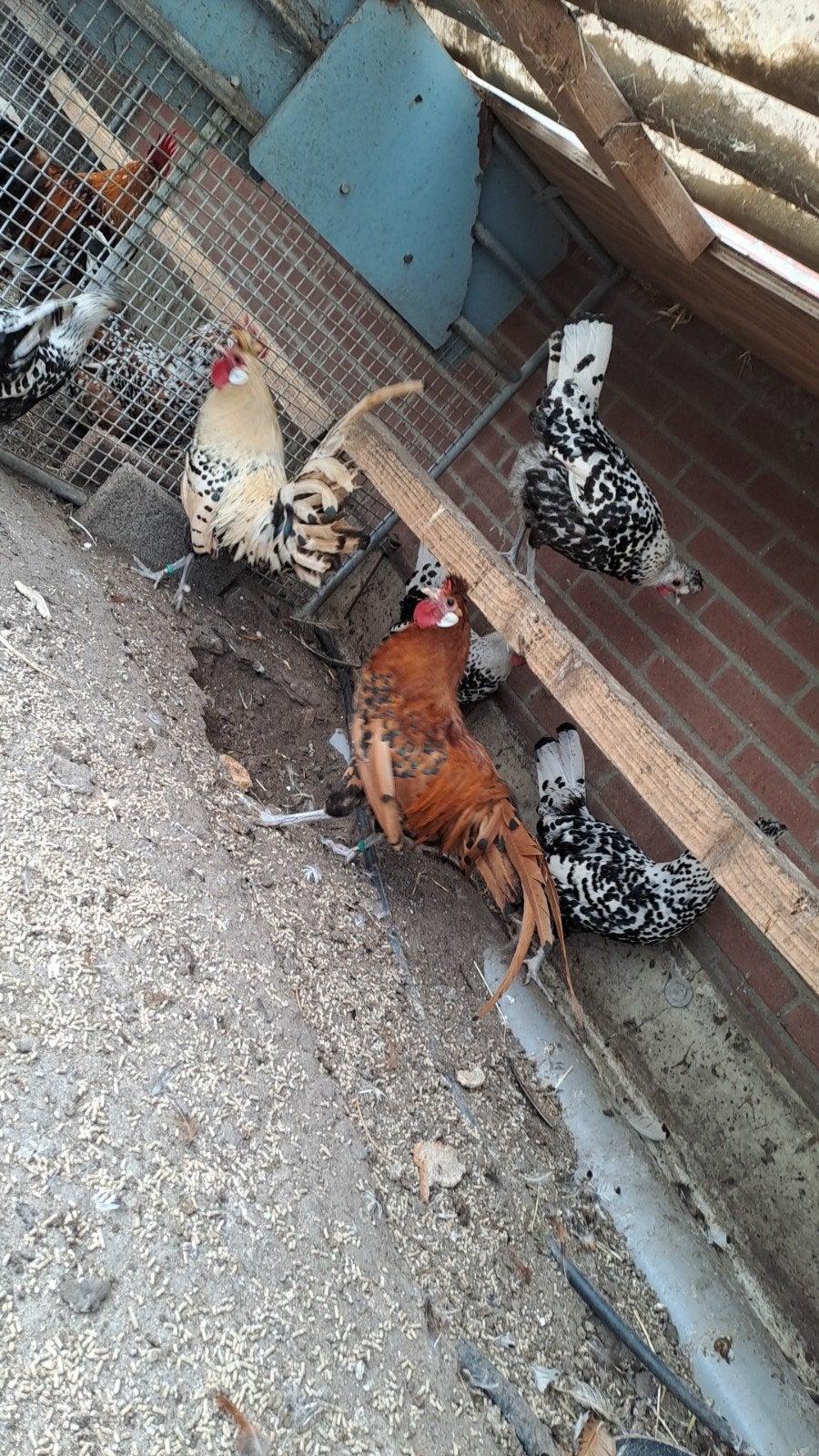 Appenzeller spitskuif trio's, Meerdere dieren, Kip