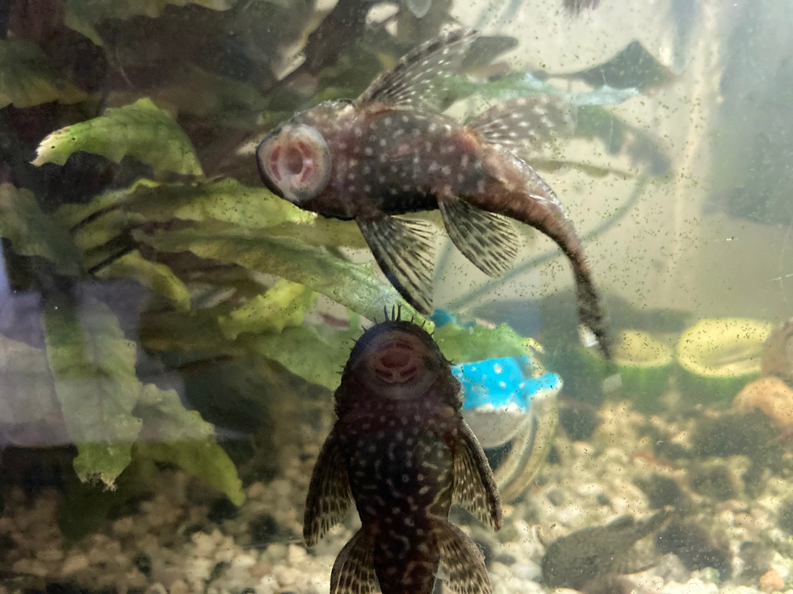 Algeneter ancistrus, Vis