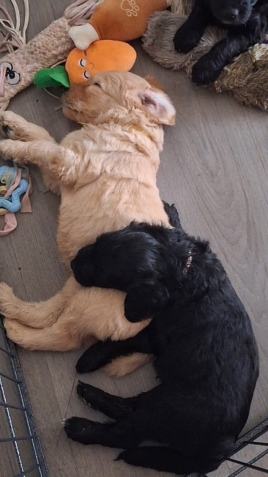 Schattige Labradoodle pups zoeken  een liefdevol  huisje, 8 tot 15 weken, Groot, Meerdere, Meerdere dieren