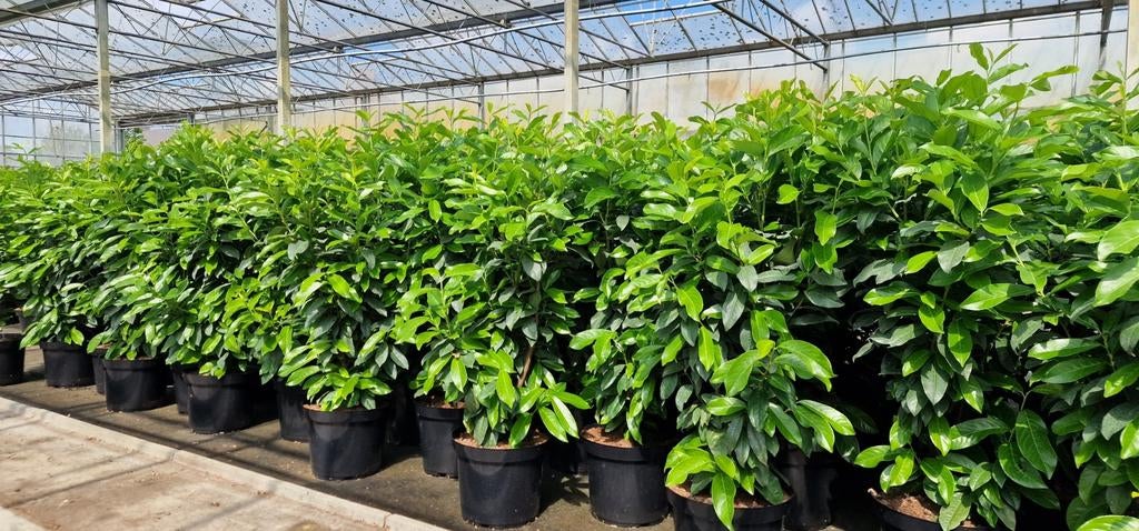 Laurier in pot: Rotundifolia, Erna, Novita, Genolia, Tuin en Terras, Planten | Tuinplanten, Ophalen