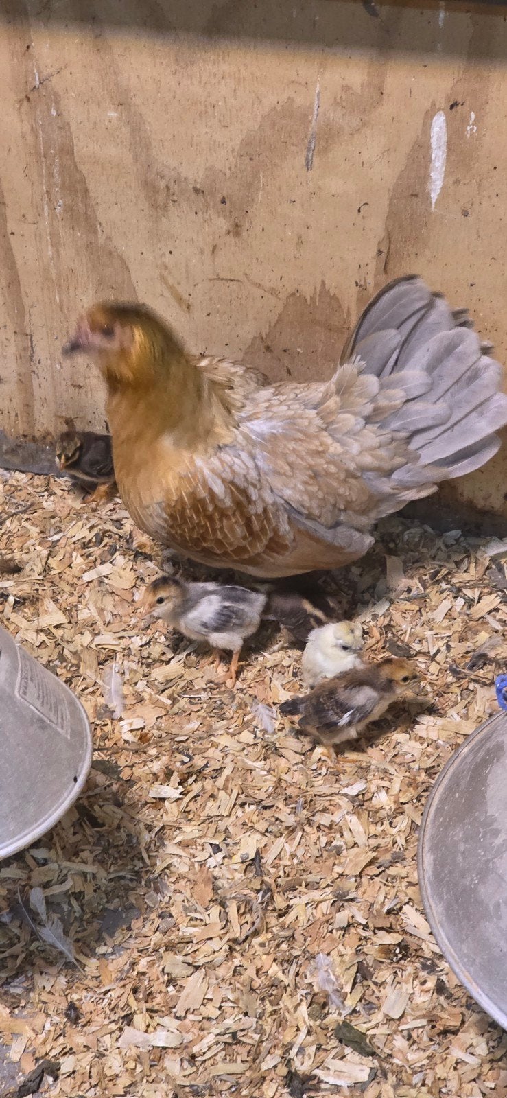 kip met kuikens, Vrouwelijk, Kip