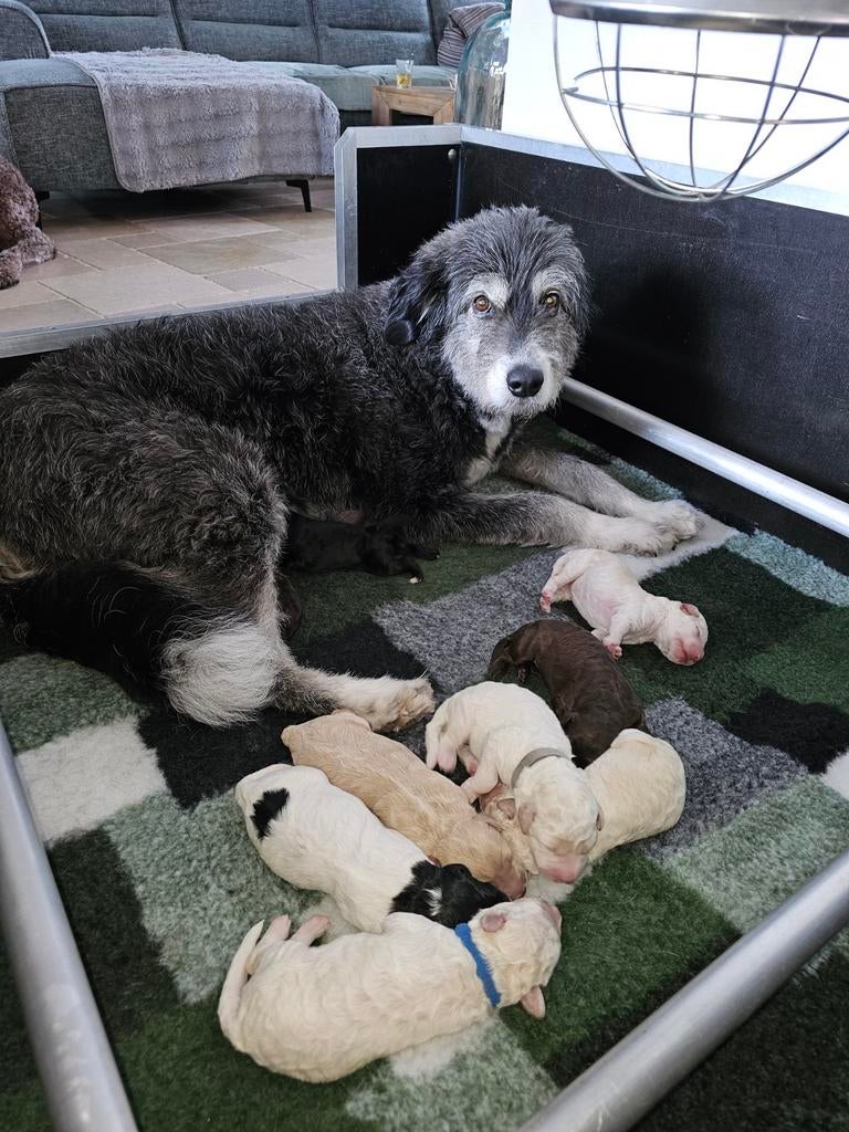 Medium doodle puppies zoeken gouden mandje!!, 8 tot 15 weken, Meerdere, Meerdere dieren, Middel