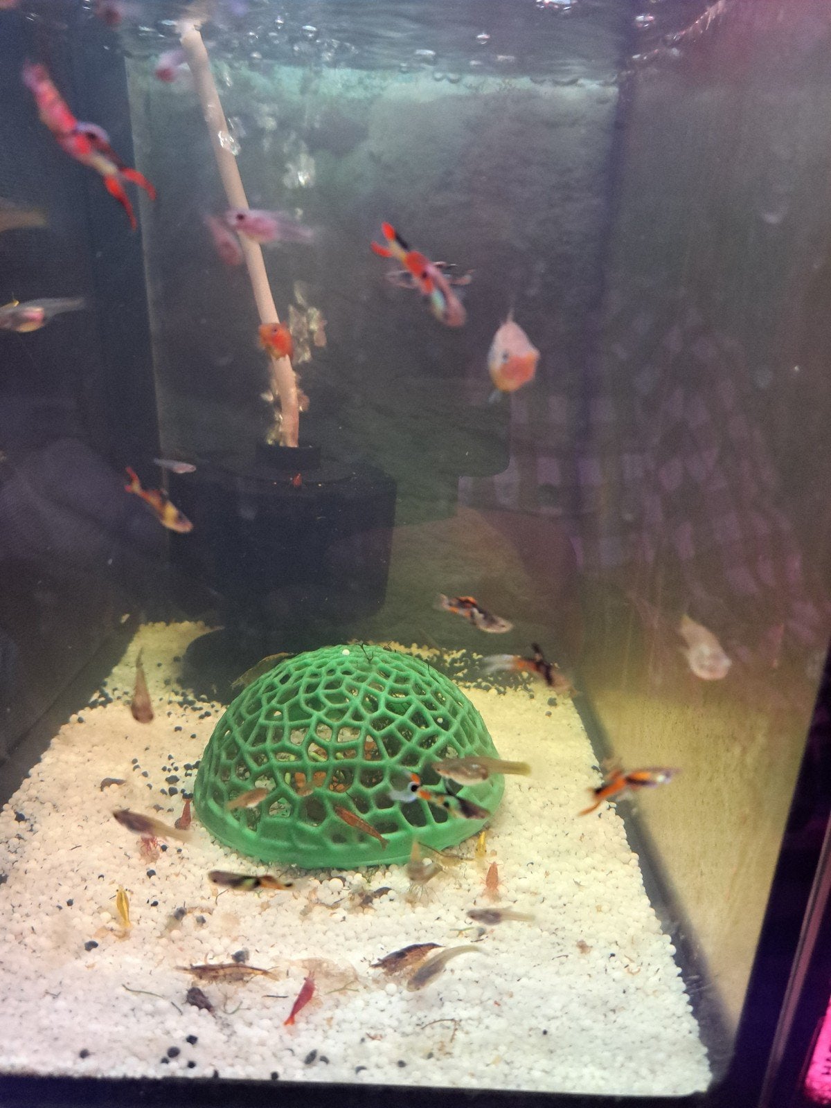 Endler guppen, Dieren en Toebehoren, Vissen | Aquariumvissen, Vis