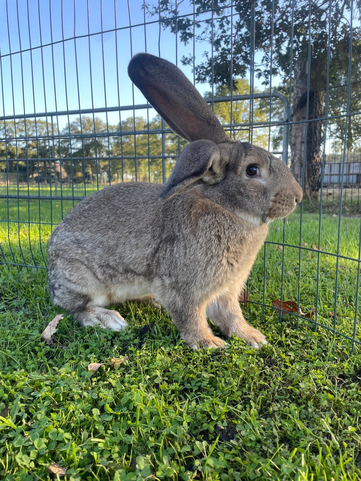 Vlaamse reus bruin, Dieren en Toebehoren, Mannelijk, Groot