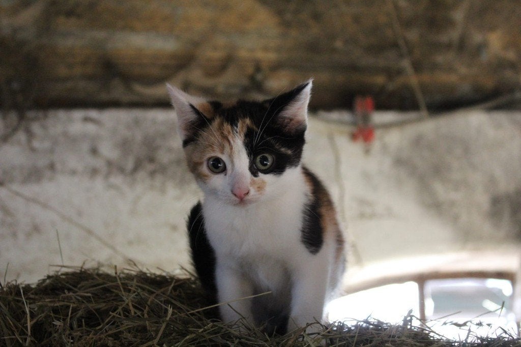 kittens te koop, Meerdere dieren, Ontwormd, 0 tot 2 jaar