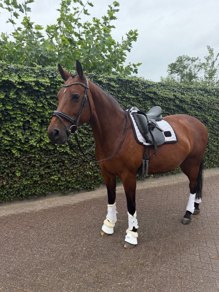 Knappe merrie te koop, Merrie, Met stamboom, M, Dressuurpaard