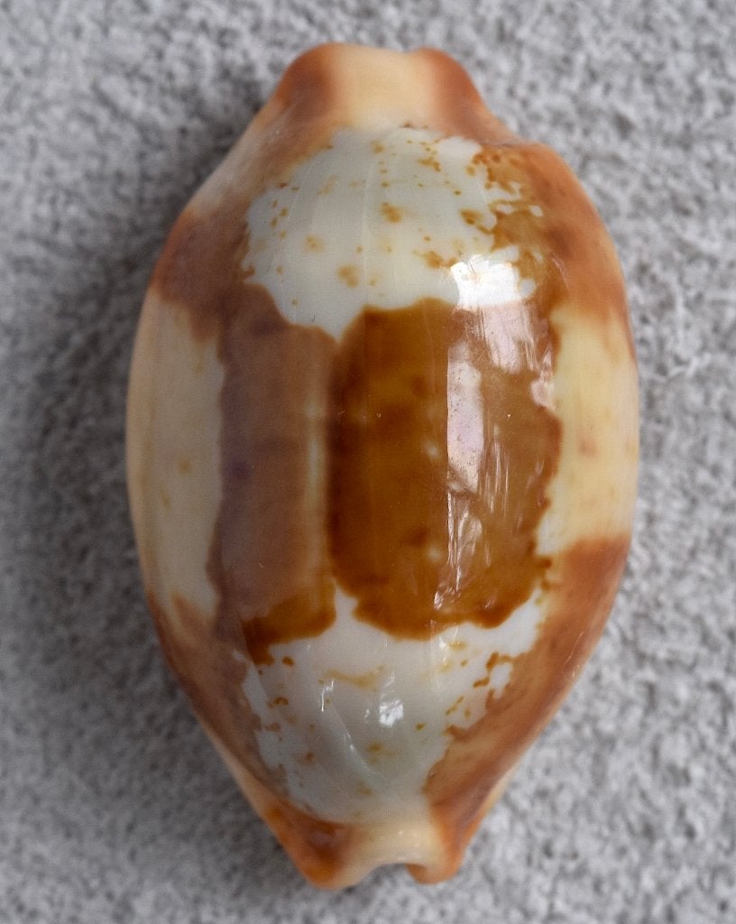 Schelpen: Cypraea stolida dampieria 23,8mm (Gem) Australië, Ophalen of Verzenden, Schelp(en)