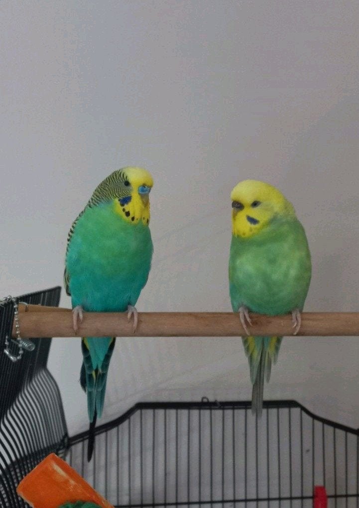 2 tamme grasparkieten met kooi