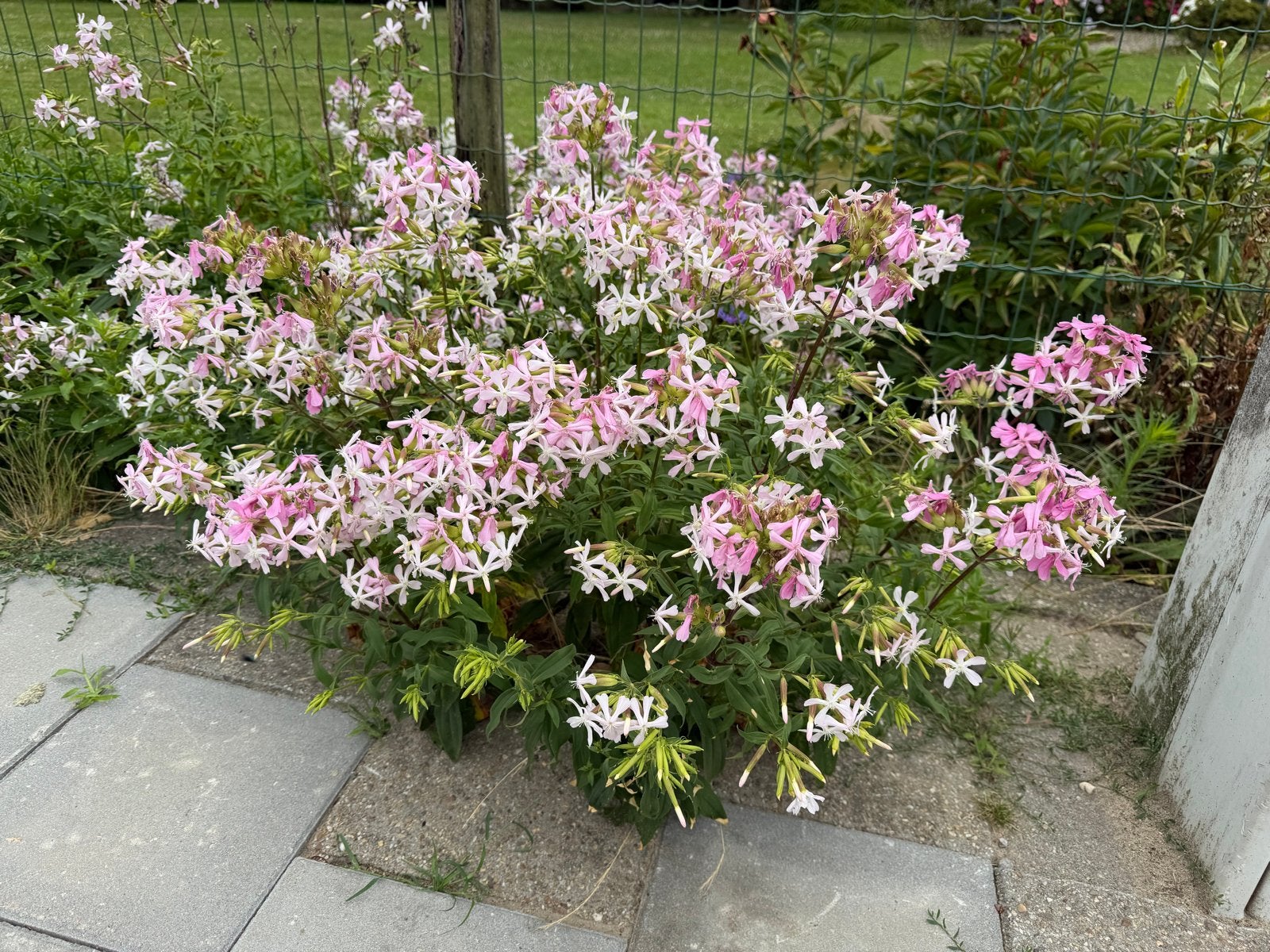 Stekken van Zeepkruid (Saponaria officinalis), Tuin en Terras, Ophalen, Bodembedekkers, Volle zon, Vaste plant