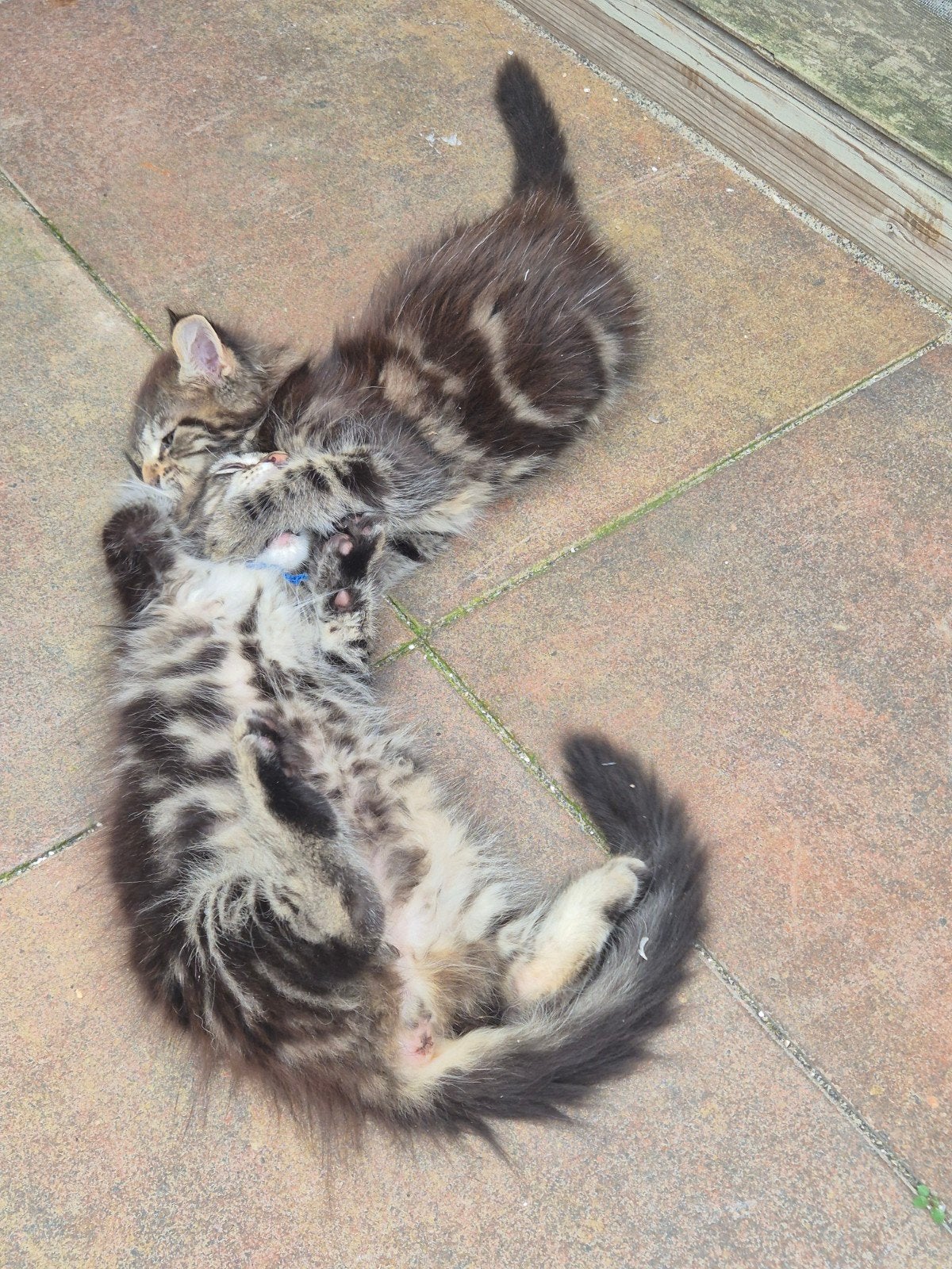 6 prachtige maine coon kittens met stamboom, Meerdere dieren, Met stamboom, 0 tot 2 jaar