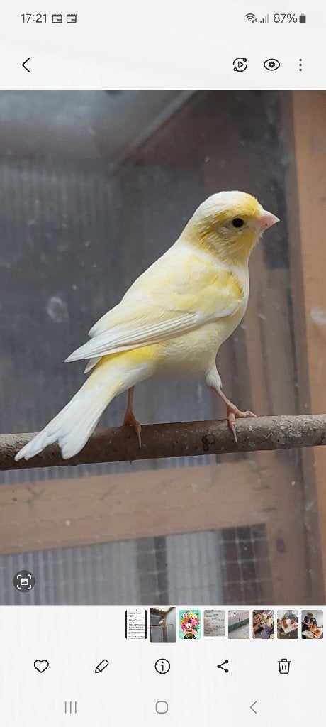 Kanarie pop, Dieren en Toebehoren, Vrouwelijk, Kleurkanarie