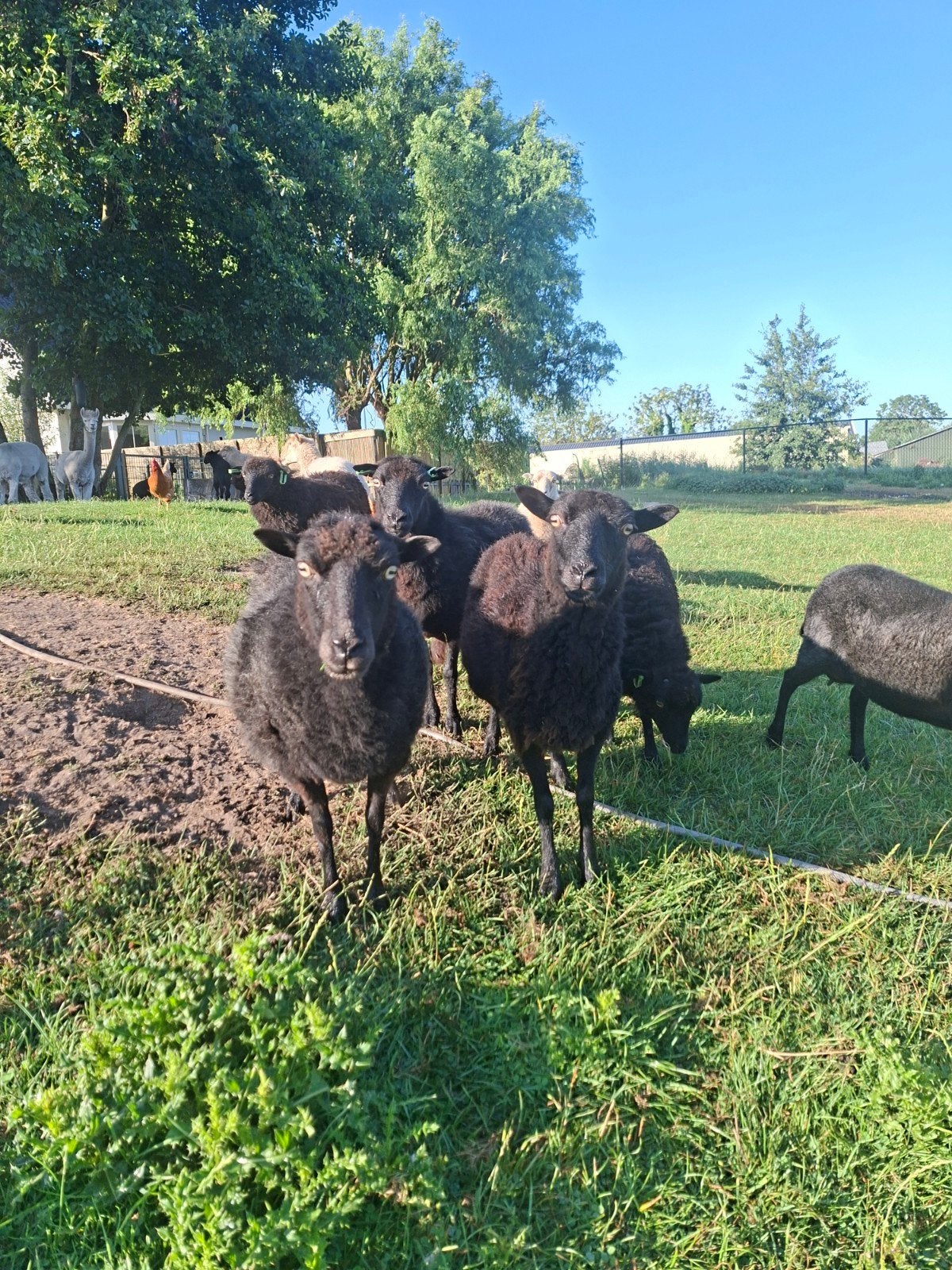 ouessant schapen, Dieren en Toebehoren, Meerdere dieren, Schaap