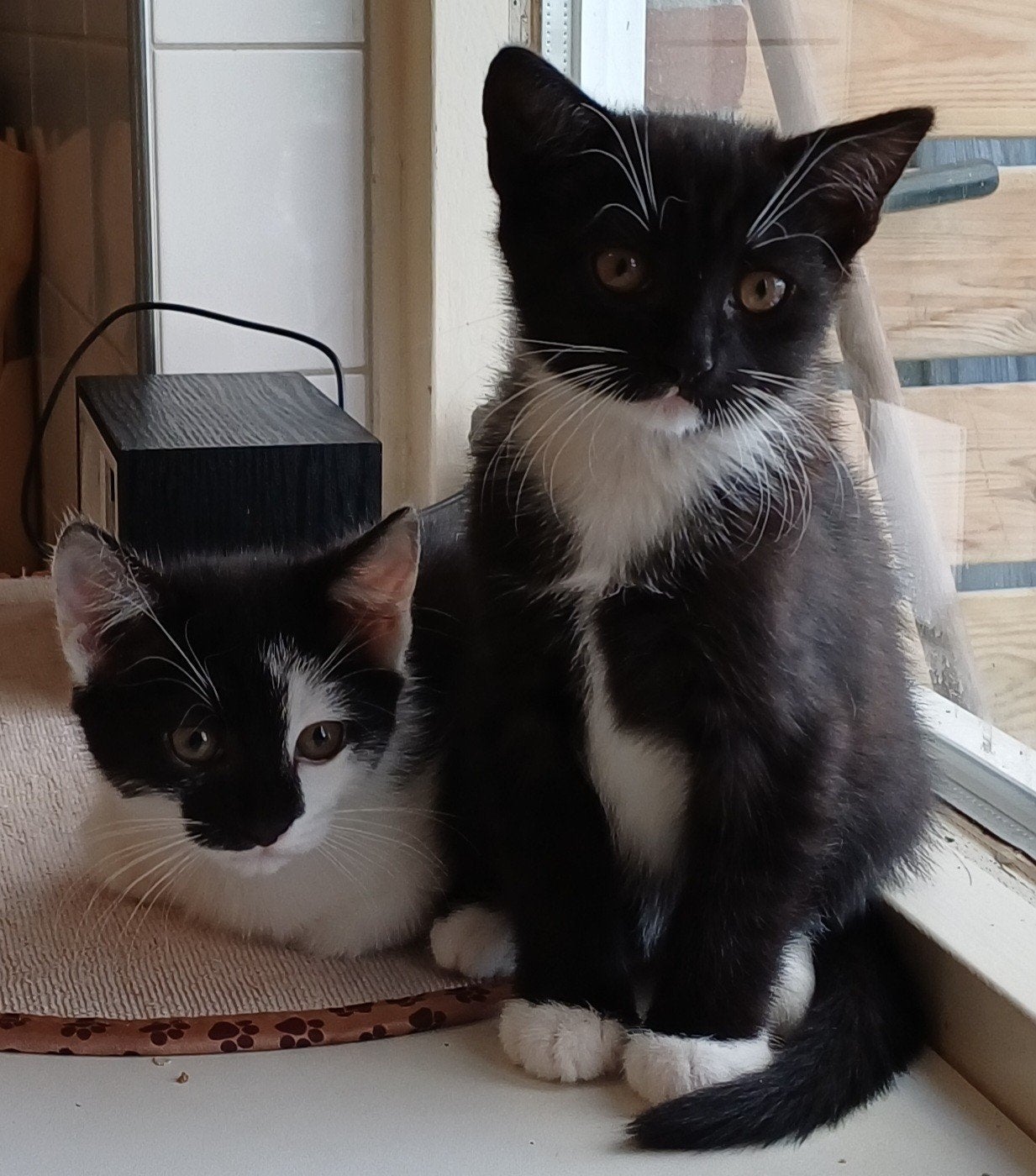 kittens