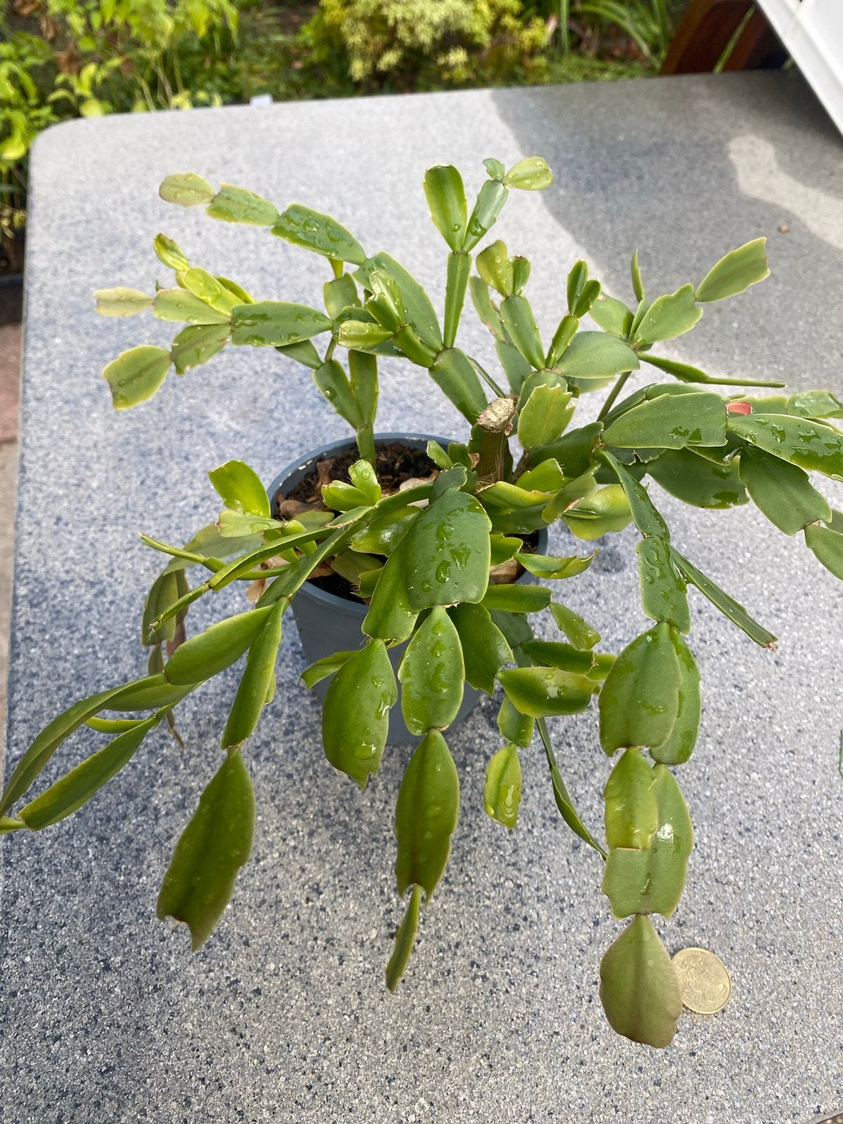 Mooie Lidcactus - Kamerplant, Ophalen of Verzenden