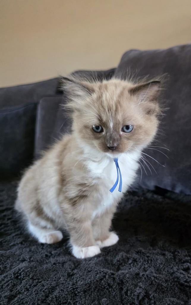 💙Lieve ragdoll kittens zoeken een gouden mandje️❤️, Dieren en Toebehoren, Katten en Kittens | Raskatten | Langhaar, Meerdere dieren