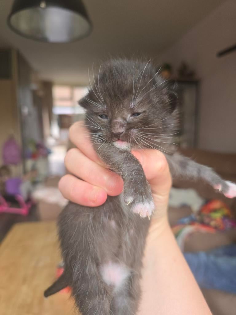 Kittens, Meerdere dieren