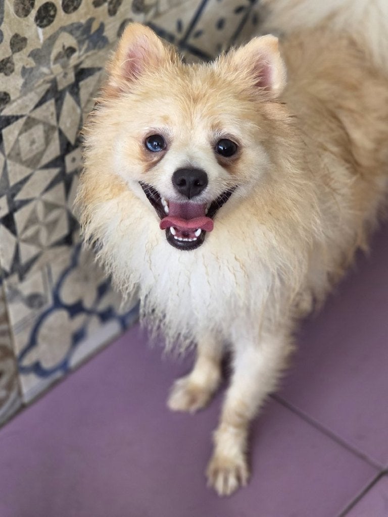 ACE: Cosette is een klein schattig hondje, Dieren en Toebehoren, Particulier, 15 weken tot 1 jaar, Overige rassen, Buitenland