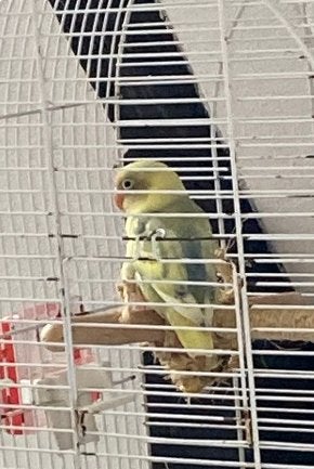 Agapornis personata, Vrouwelijk, Dwergpapegaai of Agapornis, Tam
