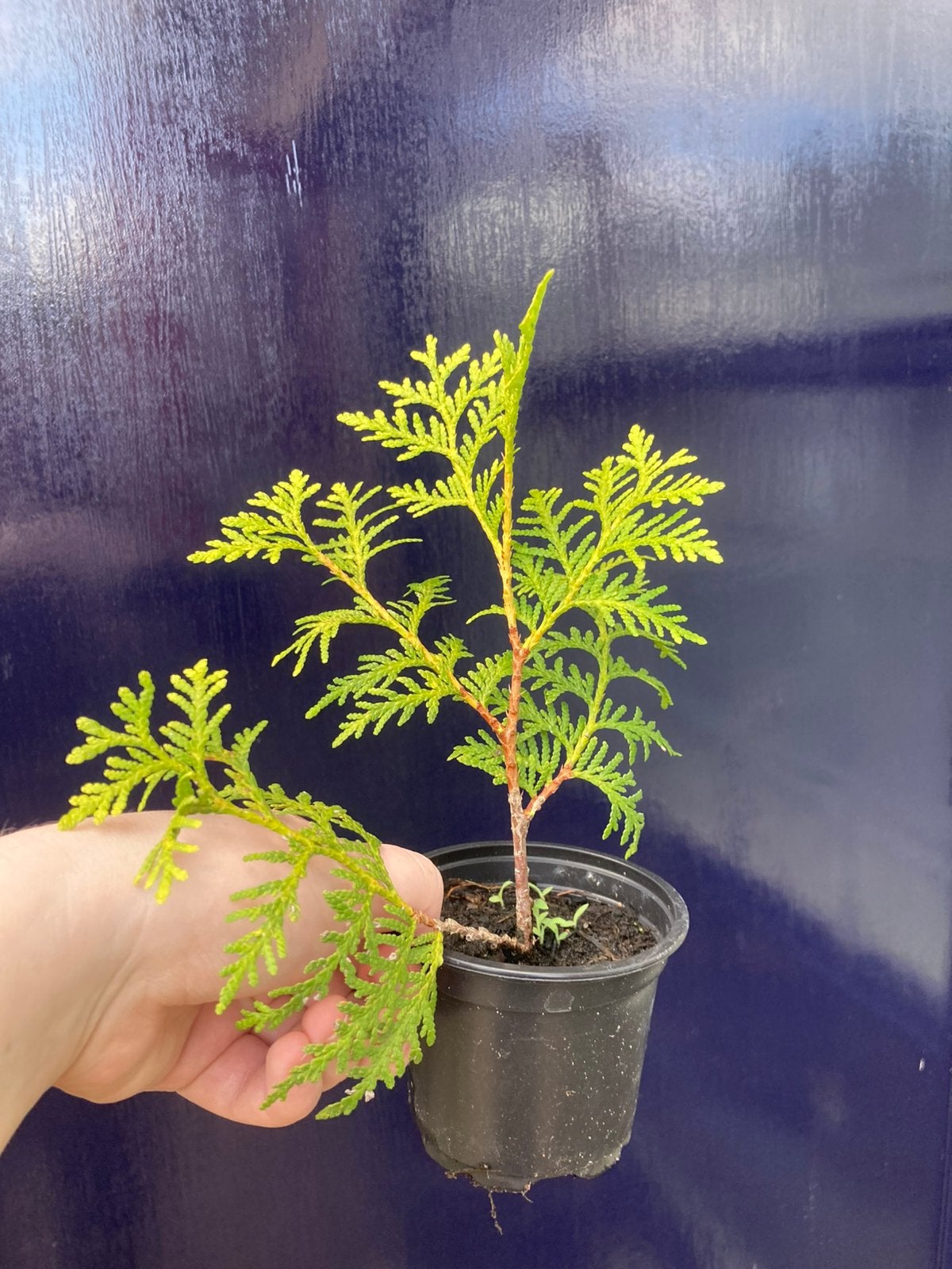 Conifeer, Tuin en Terras, Volle zon, Vaste plant, Bloeit niet, Ophalen