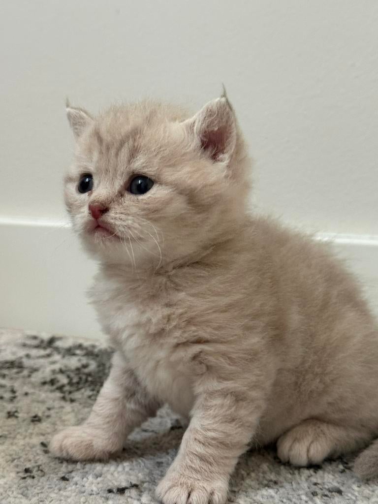Britse korthaar kittens, Meerdere dieren, Gechipt, 0 tot 2 jaar
