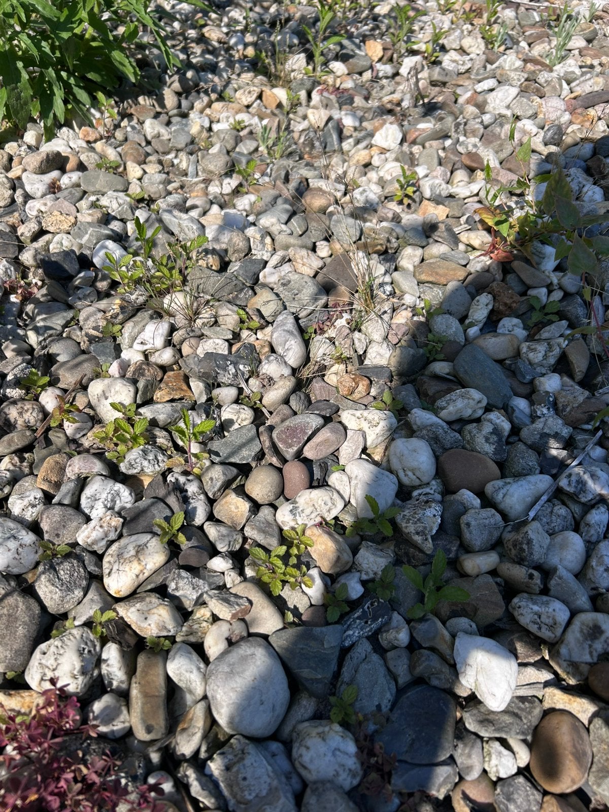 Gratis steentjes voor in de tuin, Tuin en Terras, Grind, Keien en Split, Ophalen, Gebruikt, Multi, Overige typen