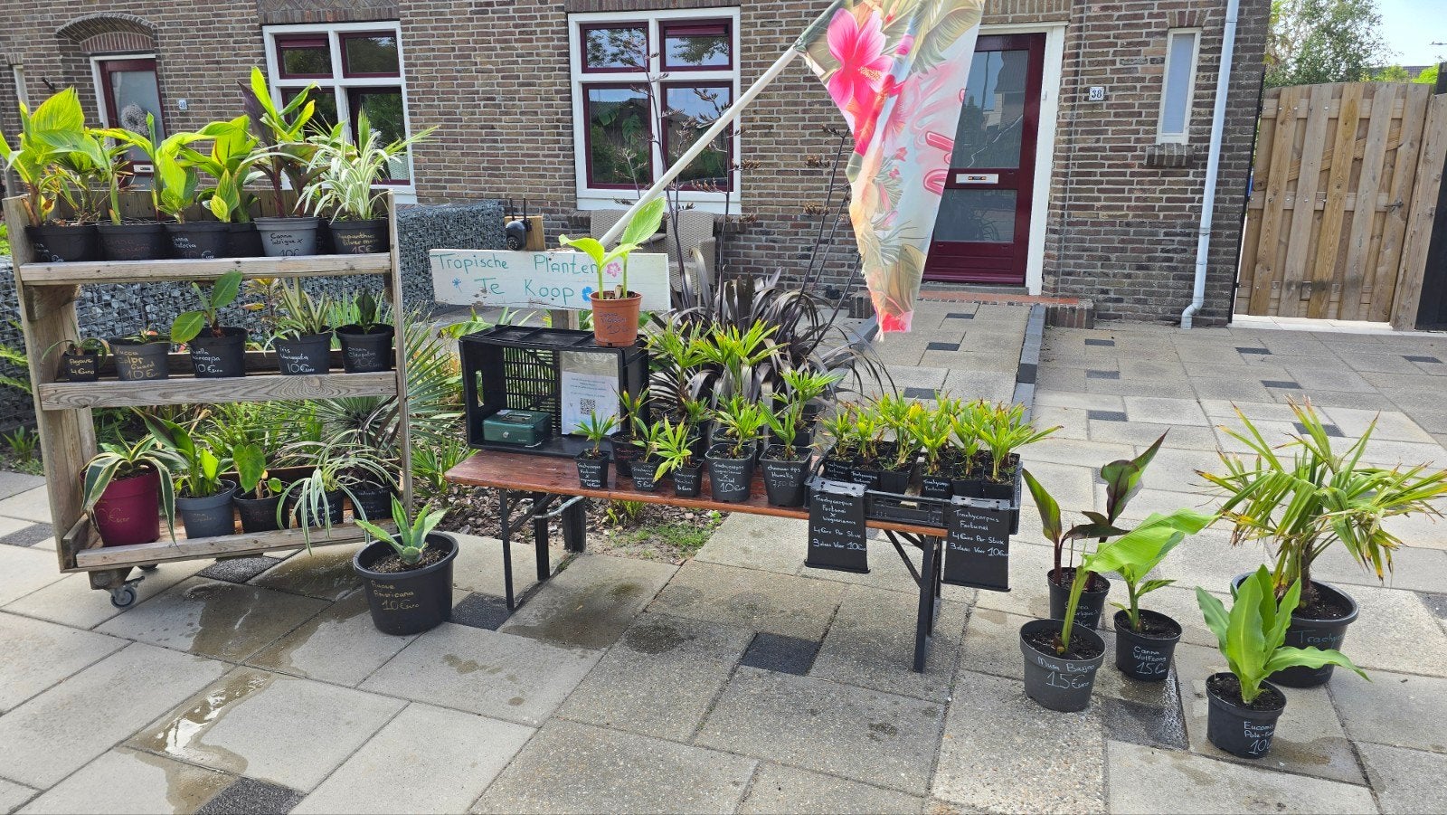 Tropische planten te koop, Ophalen, Overige soorten, Volle zon