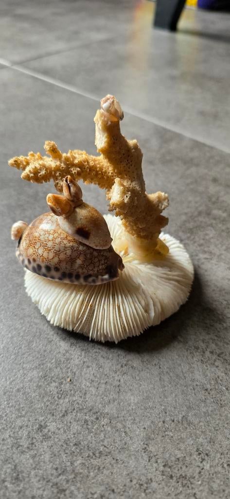 Schelpen beeldje, Verzamelen, Ophalen of Verzenden, Zo goed als nieuw, Dier