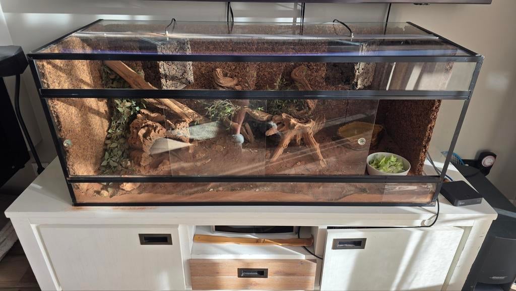 2 baardegamen met terrarium, Ophalen, Zo goed als nieuw