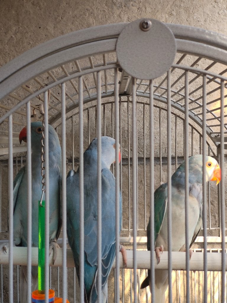 Halsbandparkieten, Dieren en Toebehoren, Vogels | Parkieten en Papegaaien, Meerdere dieren, Parkiet, Geringd