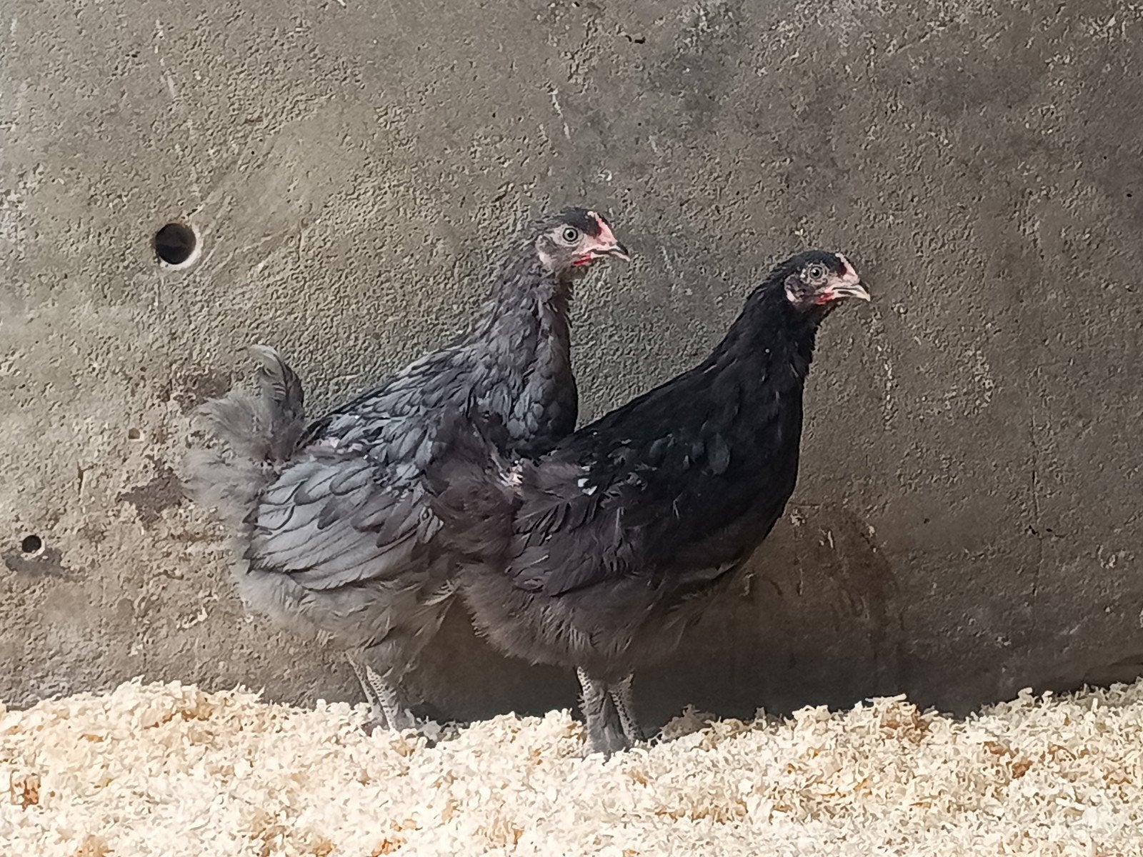 Marans, Dieren en Toebehoren, Vrouwelijk, Kip