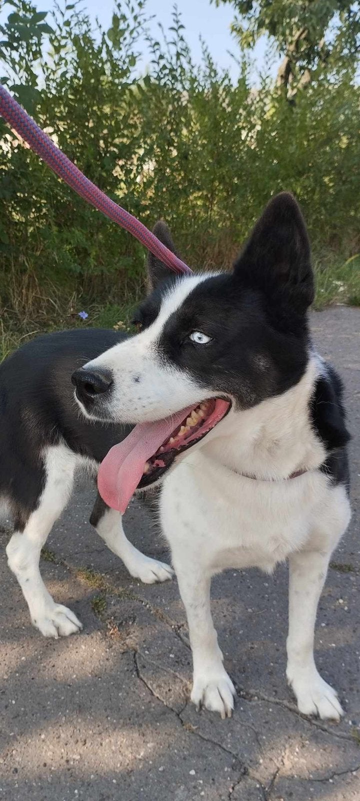 Hond zoekt nieuw huis, Dieren en Toebehoren, 6 jaar of ouder, Particulier, Buitenland, Teef