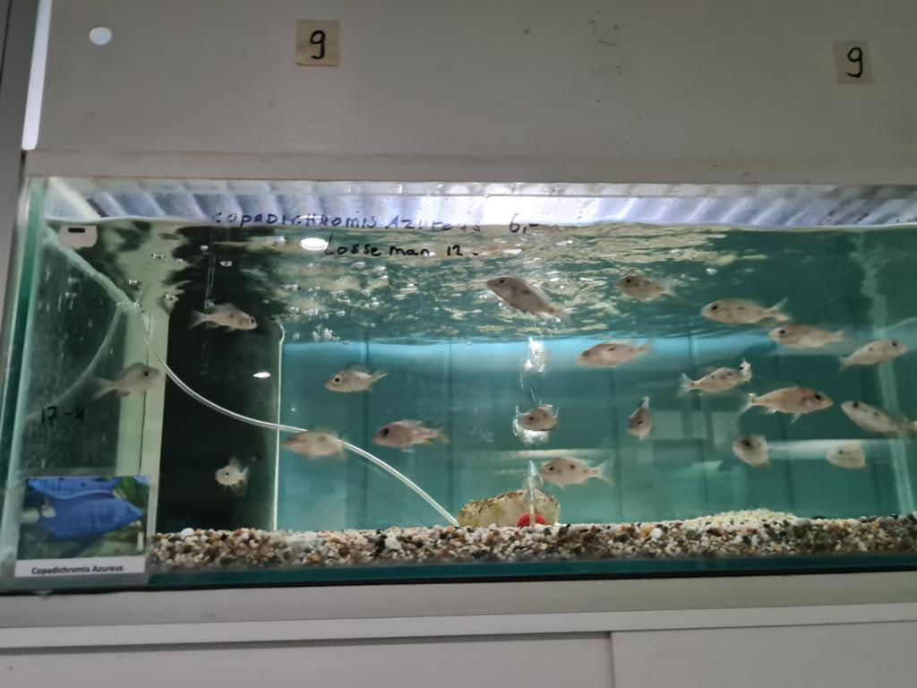 Copadichromis Azureus Malawi Cichliden, Dieren en Toebehoren, Vis, Zoetwatervis