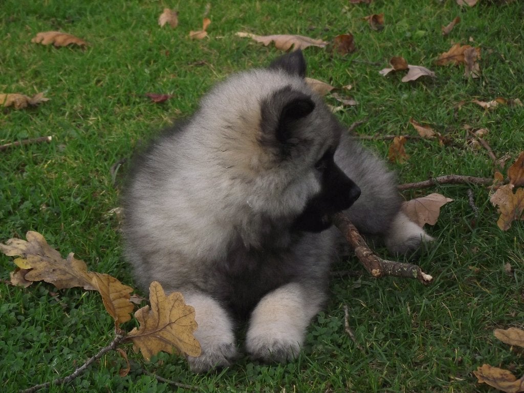 Keeshond pups, Dieren en Toebehoren, Keeshond, CDV (hondenziekte), 8 tot 15 weken, Meerdere