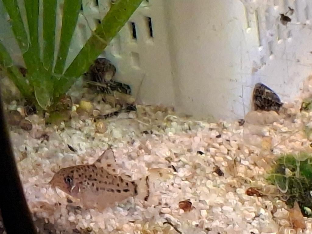 Hoplisoma knacki nakweek(corydoras), Dieren en Toebehoren, Vissen | Aquariumvissen, Vis, Zoetwatervis, Schoolvis