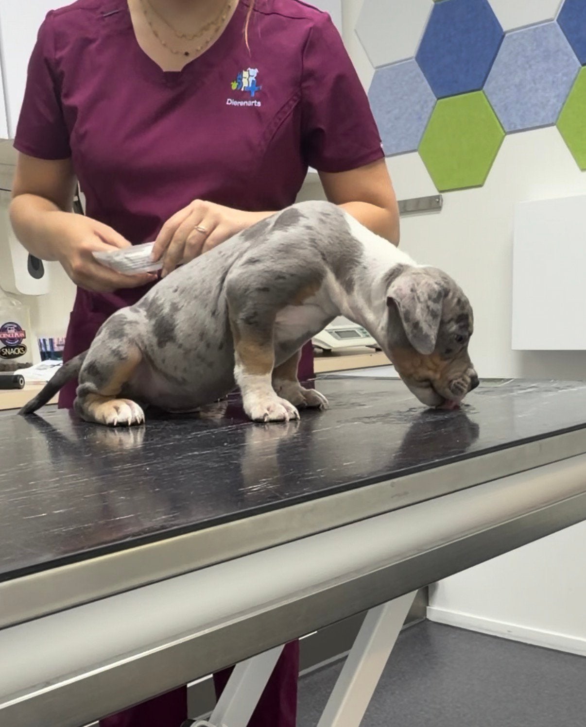 AMERICAN BULLY XL PUPPYS 24 JUNI GEBOREN, Dieren en Toebehoren, Honden | Bulldogs, Pinschers en Molossers, 8 tot 15 weken, Bulldog