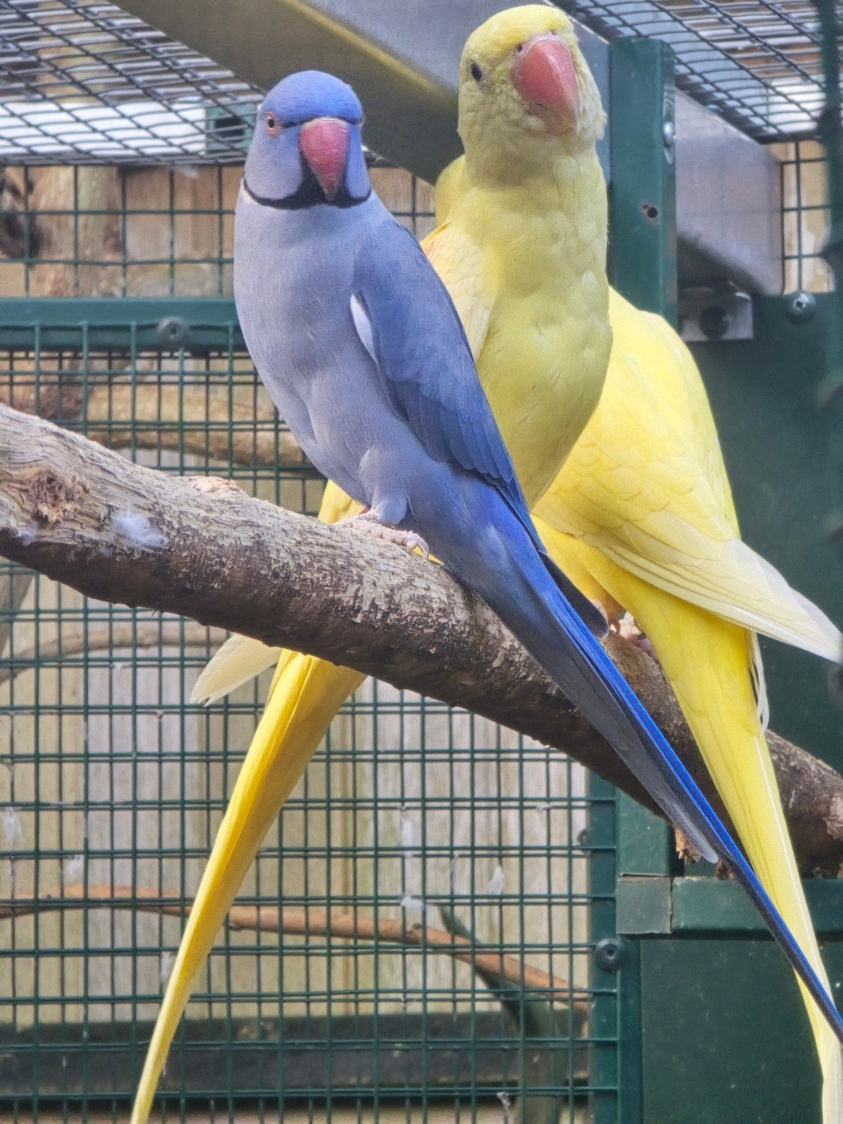 Halsband parkiet 1-0 Violet/ opaline/ bleekstaart van 2025, Dieren en Toebehoren, Vogels | Parkieten en Papegaaien, Mannelijk