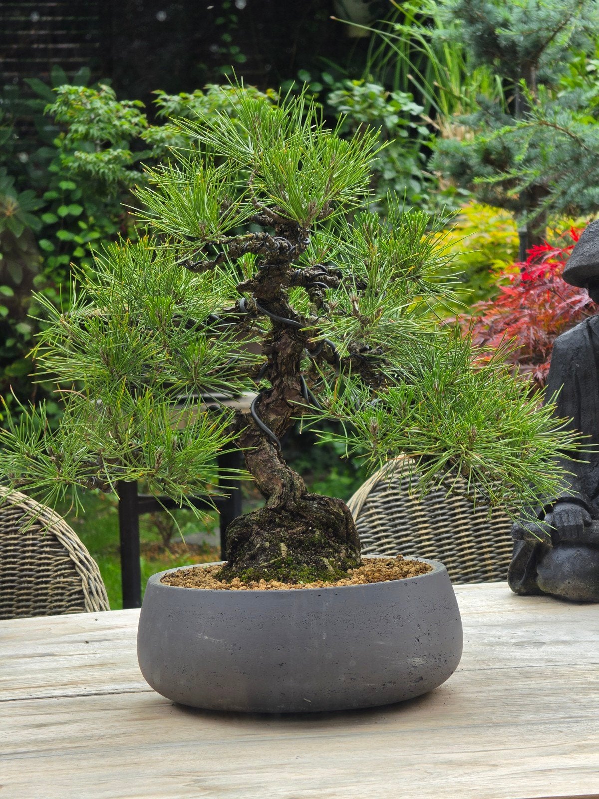 Bonsai pinus thunbergii 30 jr 40cm hoog, Ophalen, Bloeit niet, Halfschaduw, Overige soorten