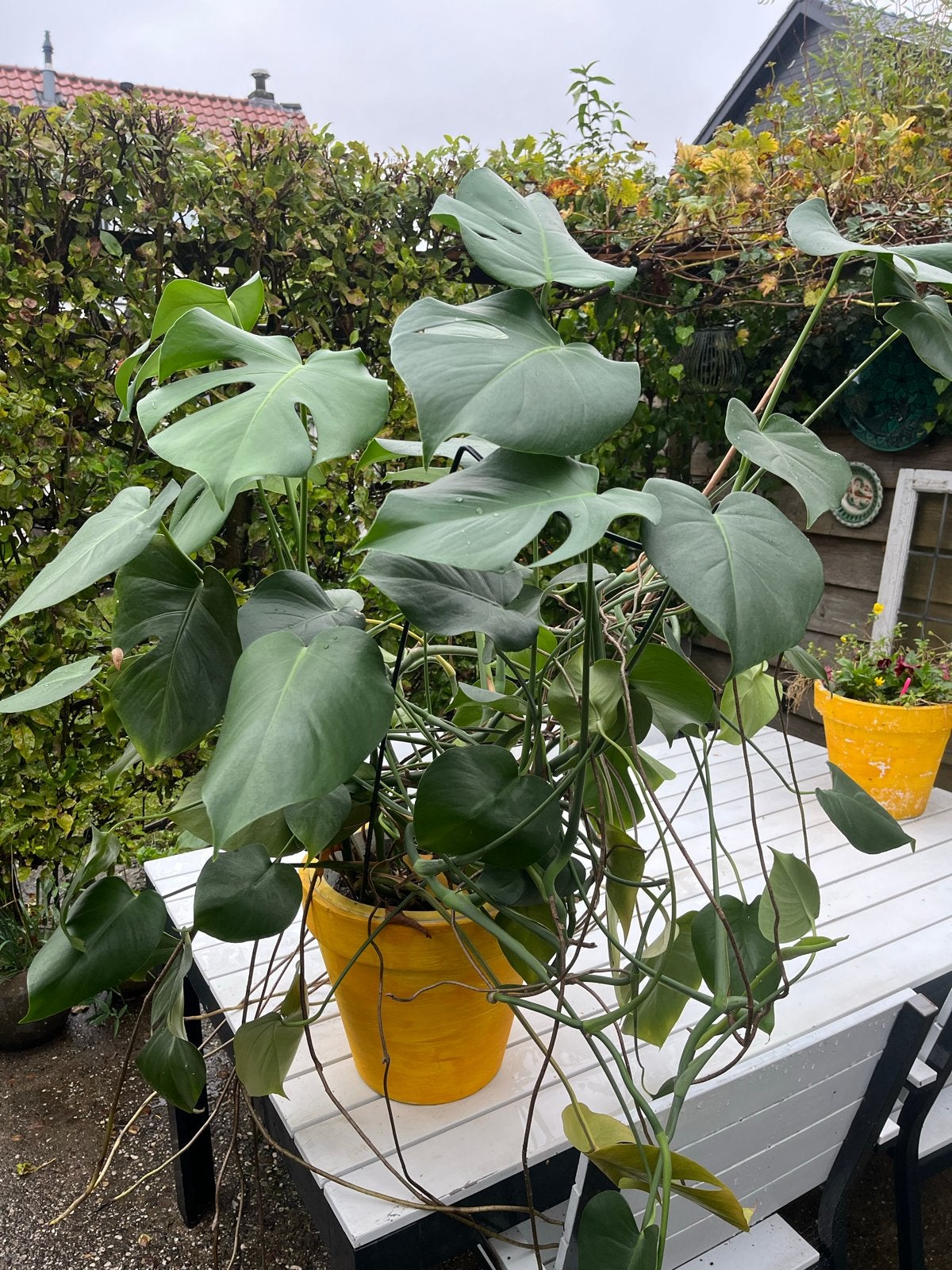 Gratis plant Grote Monstera Deliciosa, Ophalen, Overige soorten, Halfschaduw, Minder dan 100 cm
