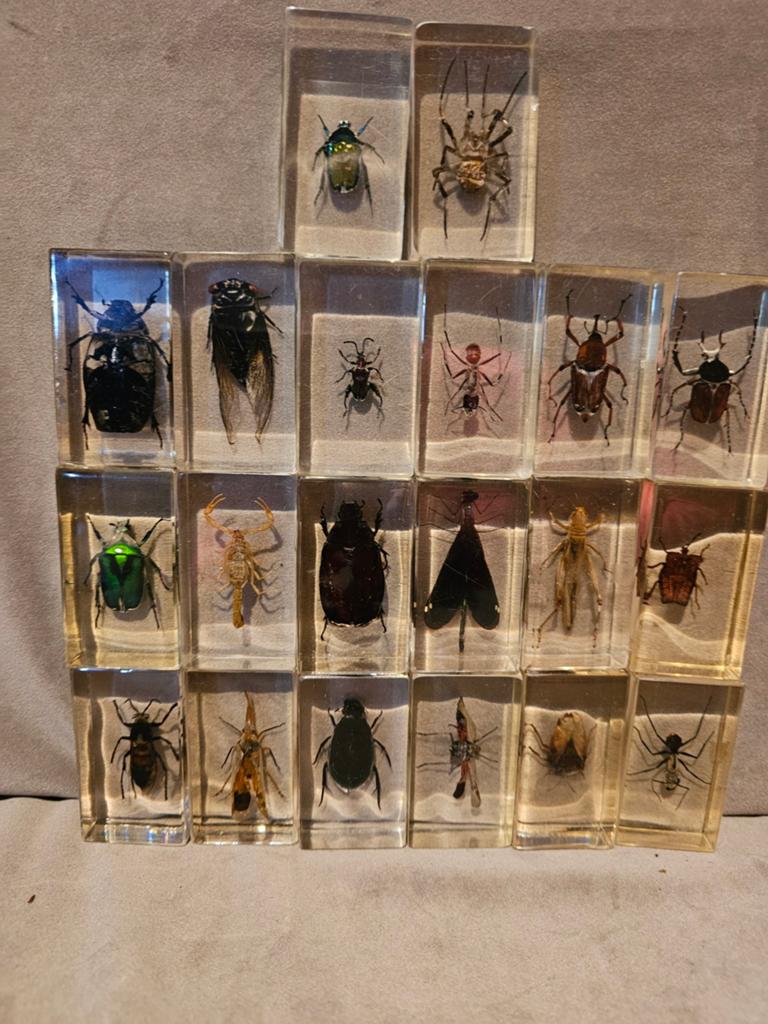Insecten in epox, Overige soorten