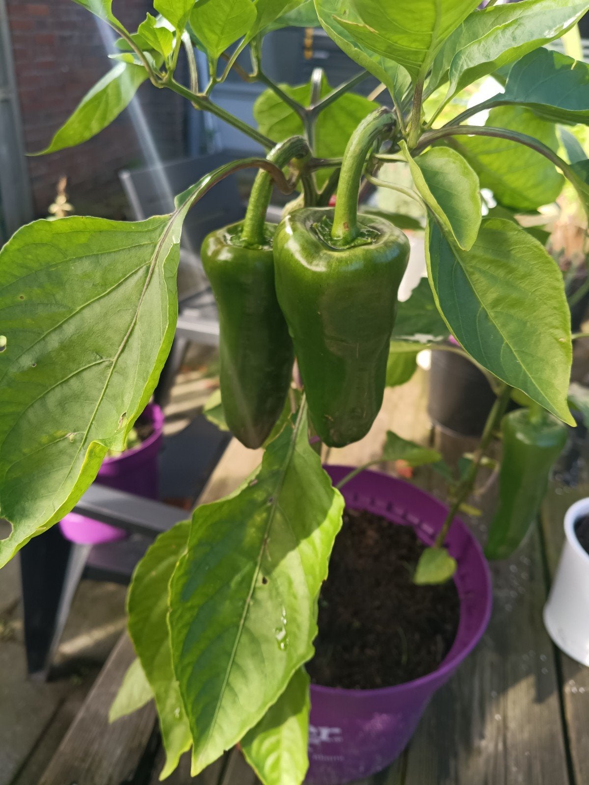 Peper plant, Ophalen of Verzenden, Vaste plant, Groenteplanten, Volle zon
