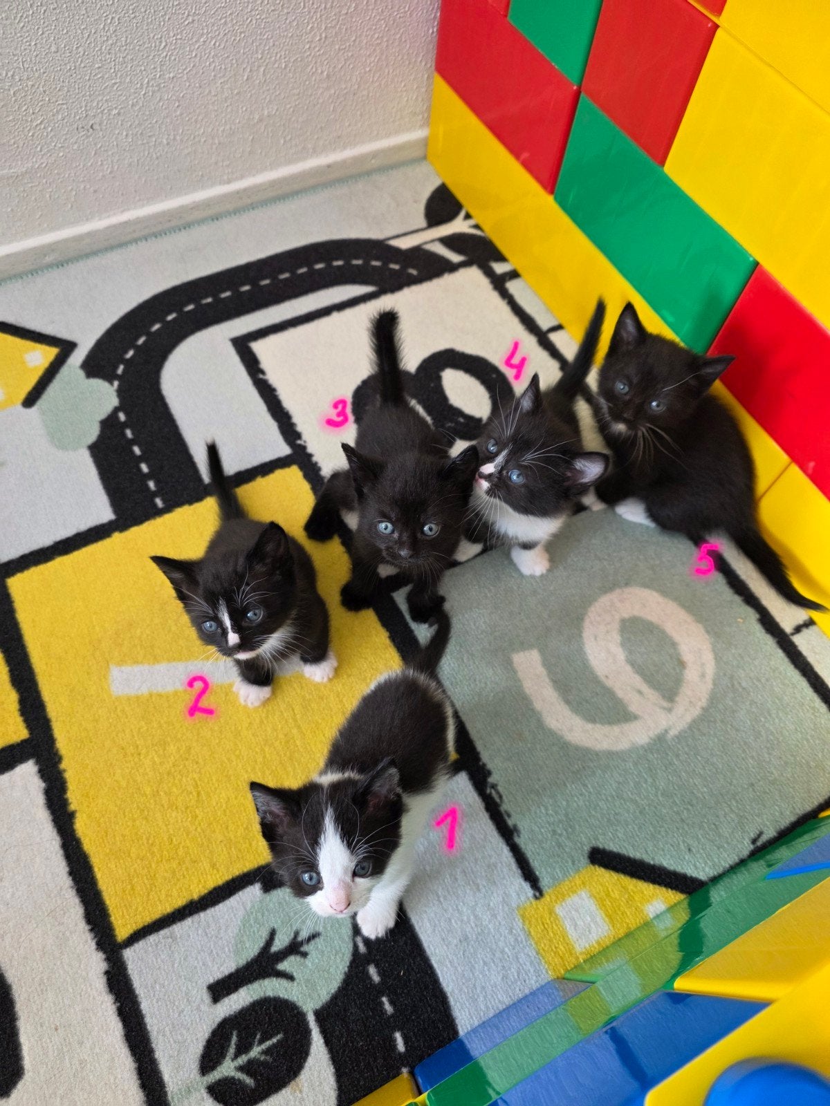 Five Lovely Kittens Looking for a Loving Home ️, Meerdere dieren, Kortharig, 0 tot 2 jaar