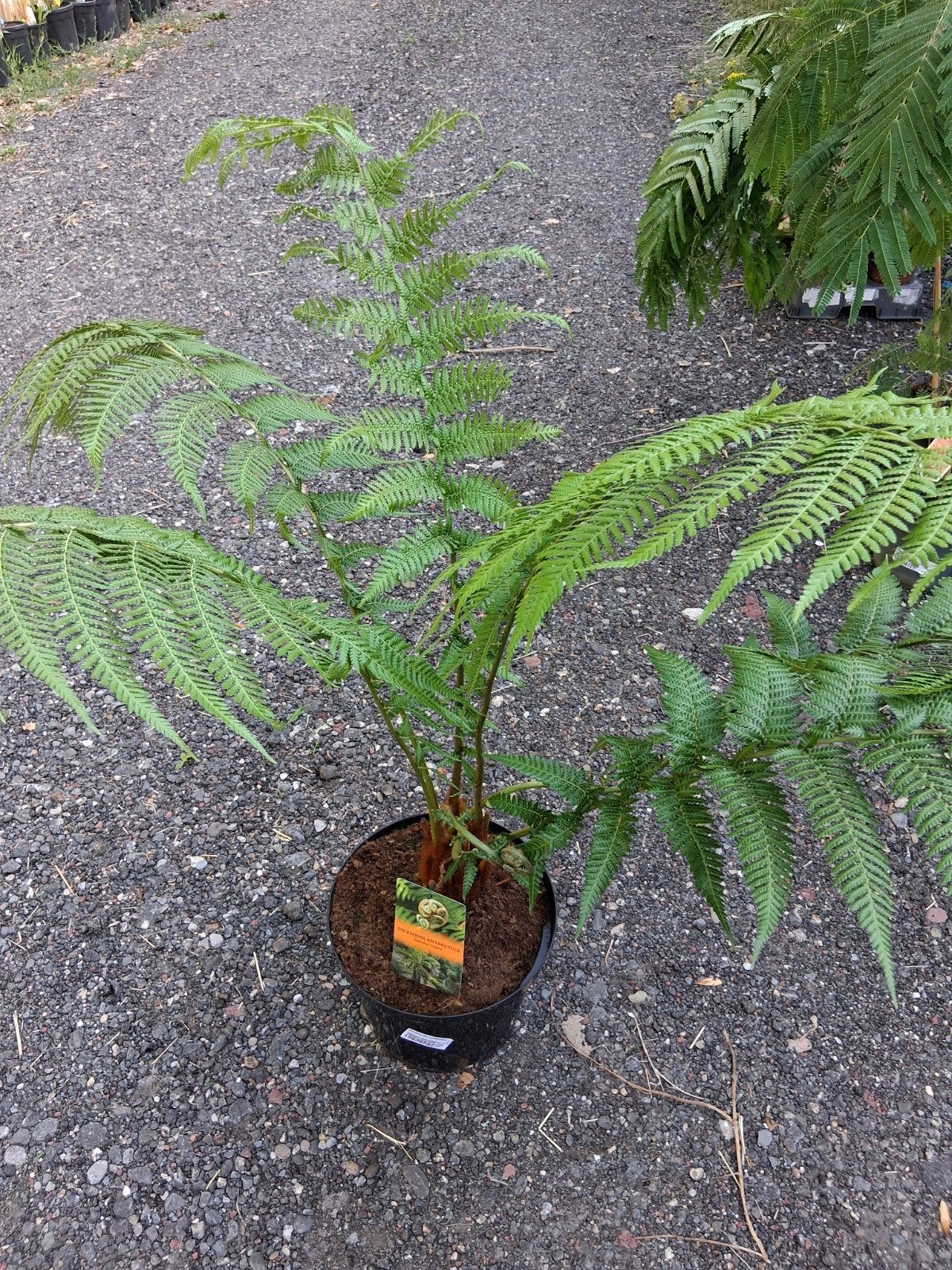 Boomvaren dicksonia, Tuin en Terras, Planten | Tuinplanten, Ophalen, Overige soorten, Halfschaduw