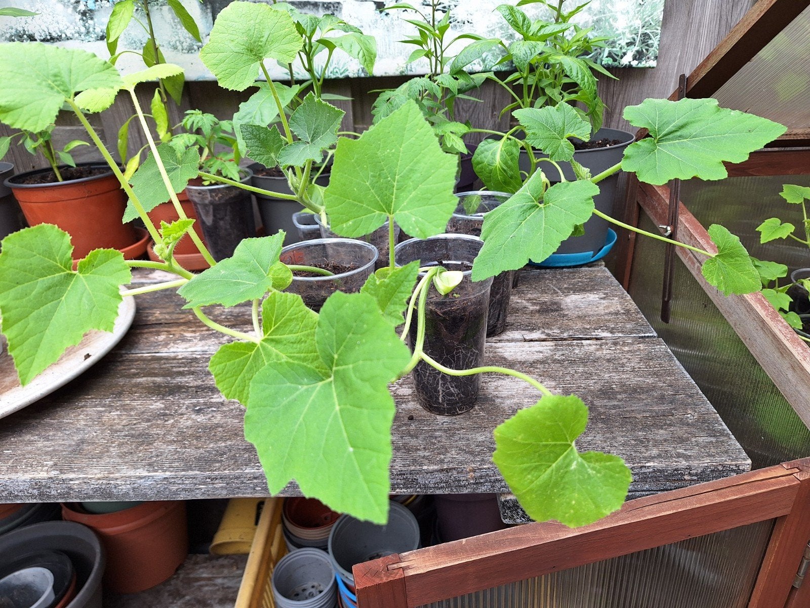 Gratis PATTISON POMPOEN planten. Bied hier jonge plantjes aa, Ophalen, Eenjarig, Overige soorten, Volle zon