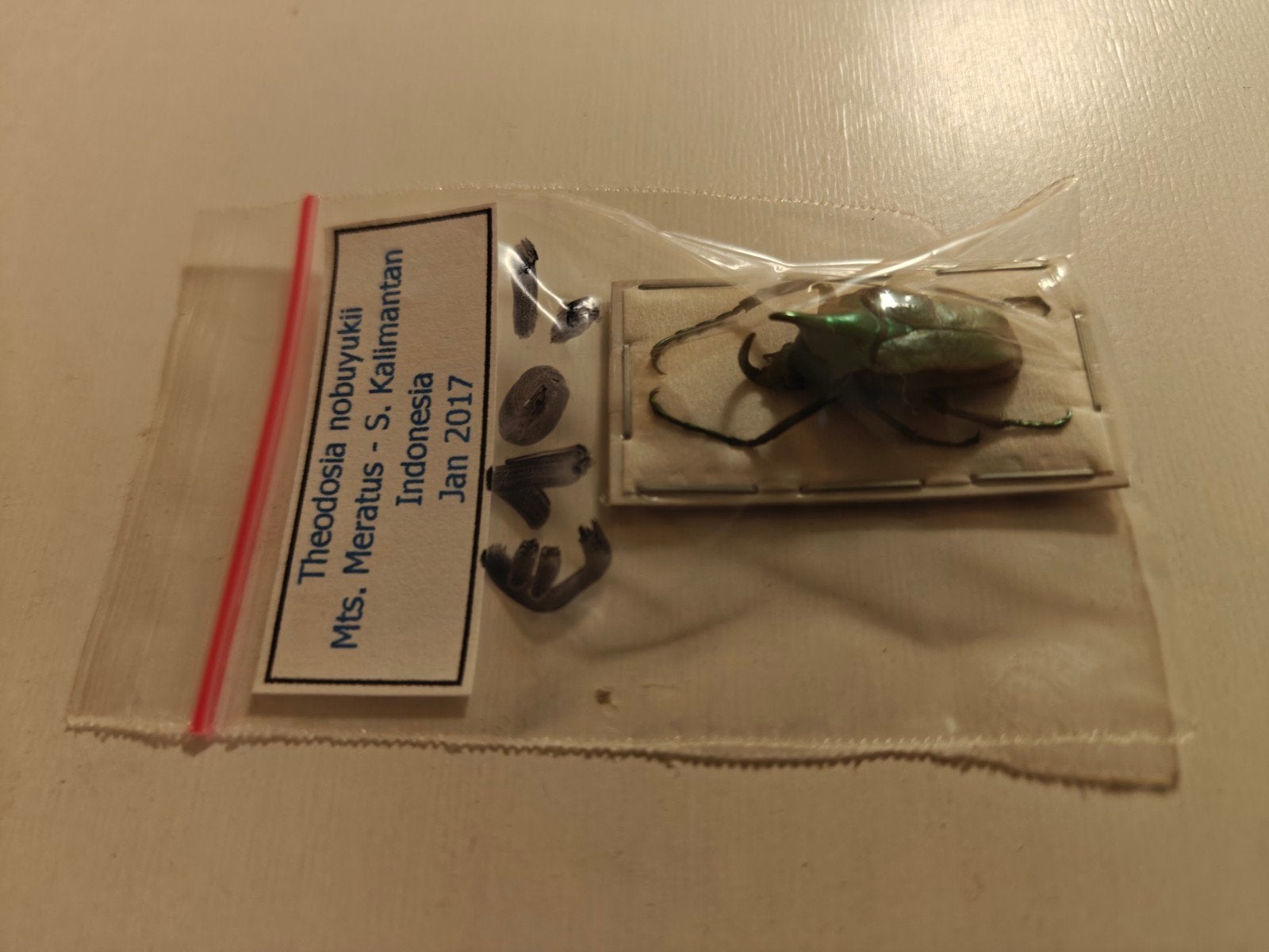 Insecten en vlinders, Ophalen of Verzenden, Nieuw