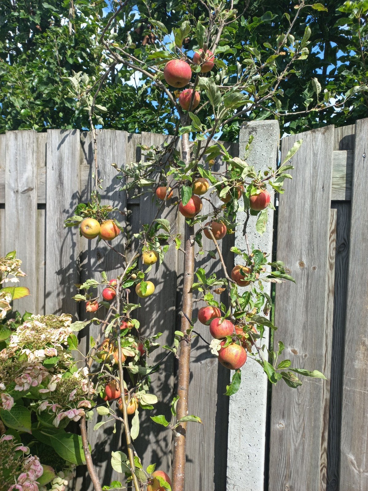 Elstar appelboom in pot - volop appels!, Ophalen of Verzenden, Overige soorten, Volle zon